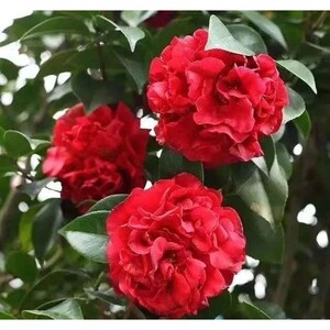 00琦香苑旗舰店天猫克瑞墨大牡丹山茶花树苗进口大红带香味室内花卉