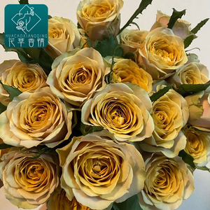 大花黄金芥末月季花苗切花玫瑰盆栽庭院阳台四季开花复古色绿植物