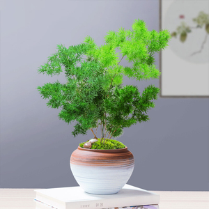 不含盆超大d盆栽蓬莱松净化空气室内非常容易粗筷子观叶植物绿植