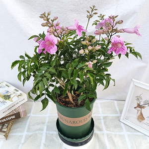 粉凌霄非洲紫藤木本m花卉开花紫云四季盆栽室外耐寒凌霄花非常容