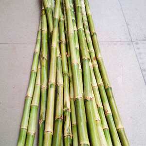 q小竹蔗新鲜竹蔗茅根竹蔗小竹蔗甘蔗煲汤做糖水甘蔗-新鲜小竹蔗