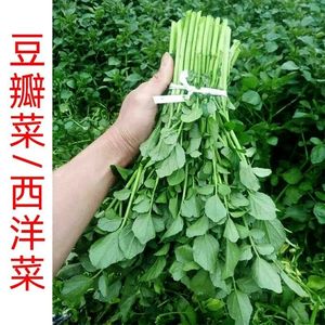 西洋菜豆瓣菜种子秋冬四季种植儿童保健蔬菜籽阳台农家野生蔬菜籽