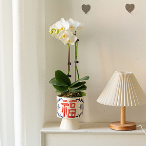 白色蝴蝶兰花卉植物新中式室内客厅桌面绿植盆栽新年宵花送礼礼品