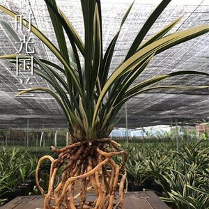 兰花日向浓香产品的详细参数,实时报价,价格行情,优质批发/供应等信息