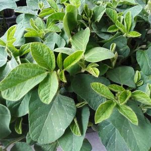 毛豆苗早熟秧苗青豆苗高产种子黄豆苗大豆苗绿毛豆