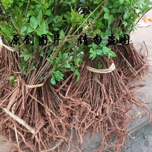 000人付款淘宝贵州特产新鲜干垂油子锤油籽 米辣子吴茱萸牛瘪血红等