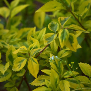 金边假连翘黄色观叶植物搭配室内外花镜景观造型阳台盆景盆栽绿