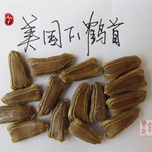 新品f1鹤c首葫芦型子 高约60cm勒扎造种狼牙棒流贺锤星寿福禄籽