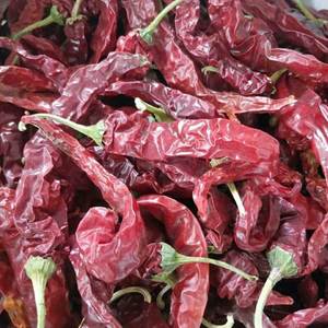 东北地区洮南市农家溥皮特产笨辣椒大辣椒干辣椒