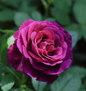 奥秘/1加仑 /扦插苗/ 原盆原土/ 丰花蓝紫色直立浓香勤花灌木月季