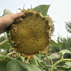矮大头油葵食用向日葵种子高产瓜子种可观赏葵花矮板葵油葵种籽孑