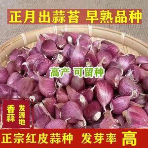【正宗】红皮大蒜种子紫皮大蒜种出红帽蒜苔早熟品种5斤可吃 可种