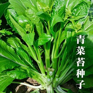多子多福甜菜心特甜脆菜苔早熟白青菜苔多芽菜心籽春秋播蔬菜种子