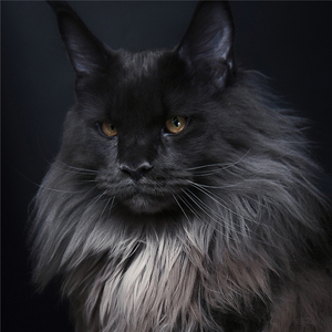 俄罗斯缅因猫幼猫纯种巨型库恩挪威森林猫幼崽西伯利亚长毛宠物猫