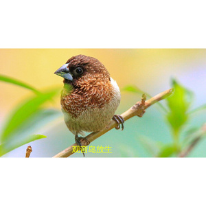 小鸟活鸟放生观音鸟十姐妹鸟g活物小型腰赏家养鸟一对观体白活文h