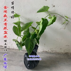 夜兰花苗 食用 千里o香苗藤本夜来香盆栽驱蚊花菜夜兰花苗星状花