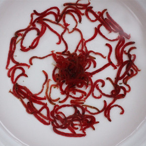 鱼饲料鱼食红虫冰冻成都丰年虾冷冻小型鱼牛心汉u堡血虫七彩罗汉