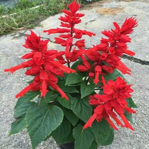 矮杆一串红种子 高杆一串红花草籽工程园林绿化草花种子一串蓝籽