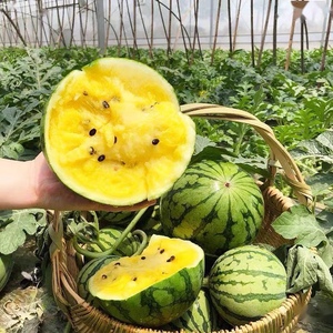 海南特产冰淇淋黄肉西瓜特小凤新鲜水果黄瓤瓜3斤1-2个皮薄多汁水