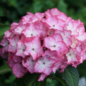 月季大花绣球魔幻海洋水晶绒球阳台盆栽绿植花卉庭院花园植物