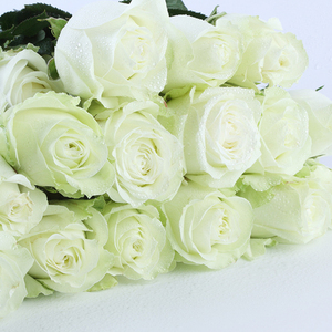 白雪山玫瑰花鲜花云南直发直批基地昆明斗南真花水养家用插花白色