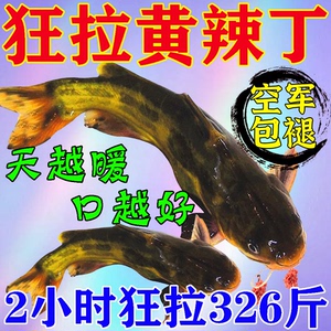 黄辣丁专用饵料野钓主攻黄颡鱼昂公刺鱼超腥香打窝料爆护钓鱼小药