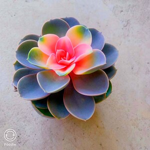 【多肉红心莲锦】多肉红心莲锦品牌,价格 - 阿里巴巴