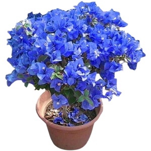 【1-2公分】重瓣蓝色三角梅老桩花苗盆栽攀援四季开花基地苗圃