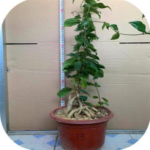 绿植巴戟天四季常青无 春季室内德d庆新奇植物好养盆景苗阳台庭院