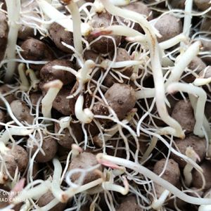 (淮山种子)正宗山药种子铁棍山药豆种子育苗盆栽山药豆种子