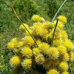 新野葱花纯天然野生黄葱花甘肃特产炝锅浆水面山葱花摘麻花扎蒙