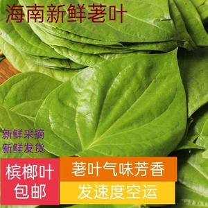 海南包邮万宁陵水新鲜现摘槟榔叶篓叶老荖叶青生槟榔果配料贝壳粉