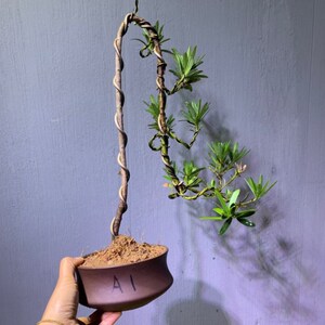 原生红芽紫真趣罗汉松虎皮榕文人悬崖式盆景植物