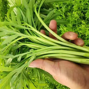 3斤装d带叶去根现割现发江西鄱阳湖藜蒿新鲜芦蒿黎蒿蔬菜农家篱蒿