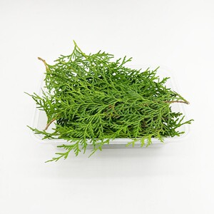 【柏叶松枝】柏叶松枝品牌,价格 - 阿里巴巴