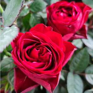 昆明翔云园艺中国红月季盆栽阳台微型月季四季开花庭院花卉