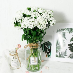 000人付款淘宝高档青梅鲜花花束相思梅石生花云南基地直发水养插花