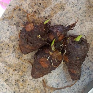 00小傅经销商淘宝正宗宁波奉化芋艿头种子红芋发芽春种种苗6 元一斤