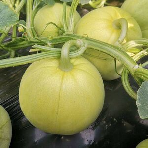 甜瓜苗日本甜宝冰糖甜宝苗高产香甜南北方田园庭院种植