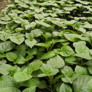 351人付款淘宝广西五彩椒苗七彩椒辣椒苗四季朝天椒小米椒苗蔬菜苗