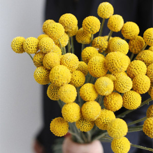 尤加利叶黄金球鲜花