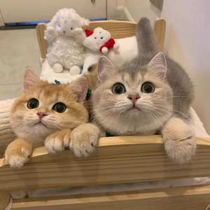 0014人付款淘宝银渐层猫幼崽英国短毛猫银点活物宠物猫咪曼基康矮脚猫