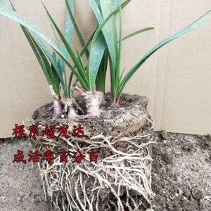 花卉盆栽紫根兰