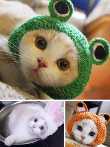 猫咪头套防咬可爱宠物帽子小奶猫头饰编织针织草帽搞怪卡通毛线帽