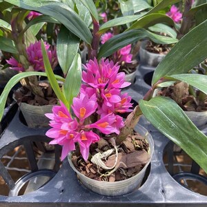 姬美石斛水莲稀有名贵兰铁皮枫斗花卉盆栽绿植庭院客厅清新带花发