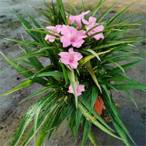 翠芦莉矮盆日多年生宿根花苗 室外花卉兰花n草 栽日新 墨西哥