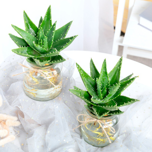 水养绿植a芦荟小室内多肉非常容易防辐射带盆栽好水培植物桌面好