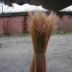 江苏布景种业有限公司淘宝红叶地肤种子绿叶地肤草种子地麦铁扫帚苗