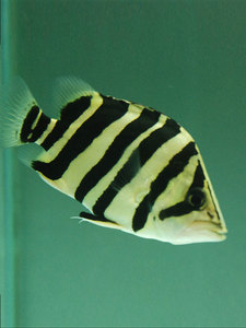 虎鱼泰北虎鱼三纹虎鱼四间虎鱼印尼虎鱼定水虎鱼热带鱼观赏鱼活体