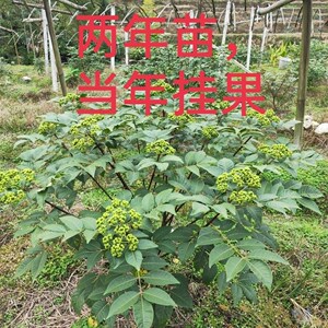 付辉先生淘宝产区直供中花吴茱萸树苗实力供货量大从优茶辣臭辣子